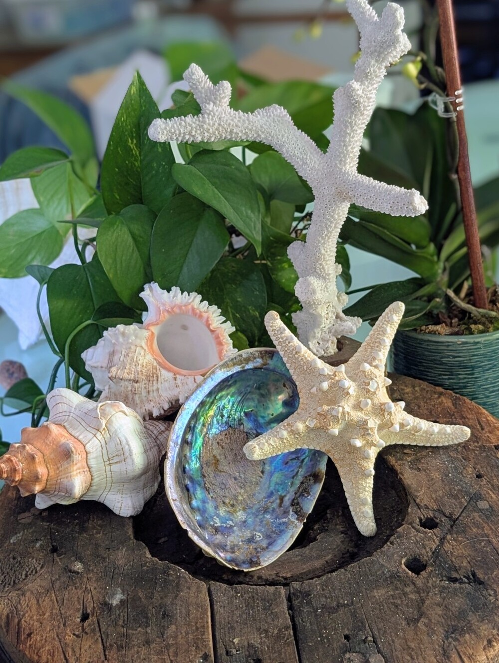 Coastal Decor | Coral, Starfish  3 Large Shells *Read Description